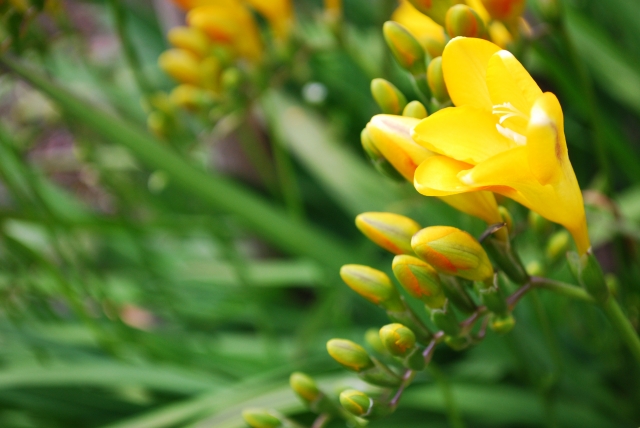 咲き始めのフリージアの写真