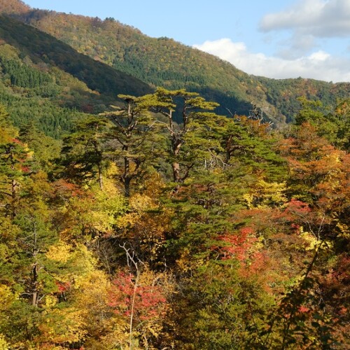 鳴子峡の紅葉の写真