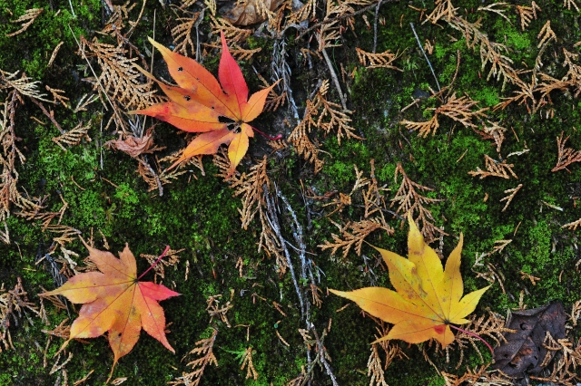 引導を渡すのイメージ写真