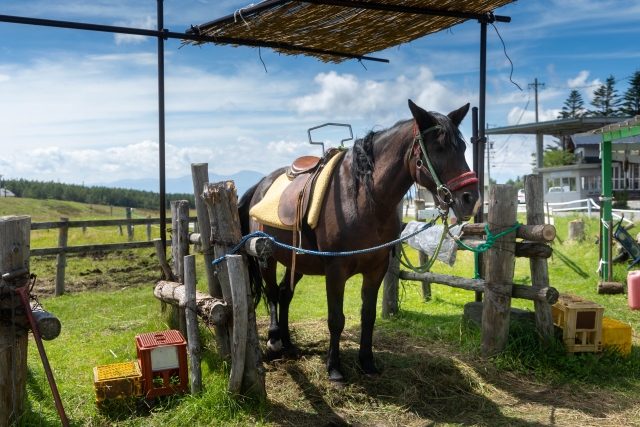 拍車をかけるのイメージ写真