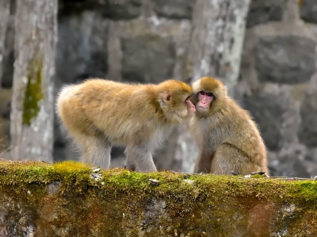 猿も木から落ちるのイメージ写真