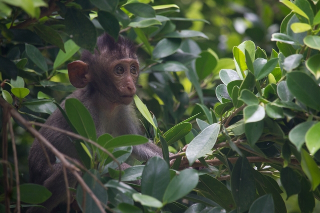 がむしゃらのイメージ写真
