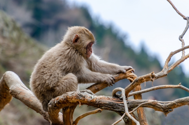 猿も木から落ちるのイメージ写真