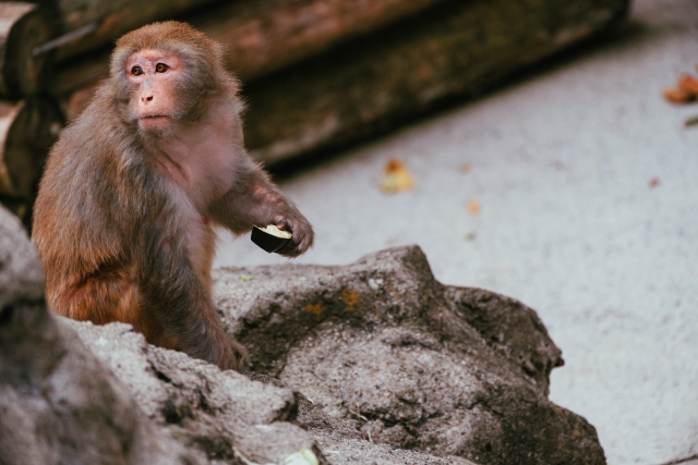 猿も木から落ちるのイメージ写真