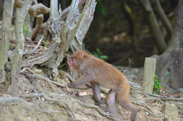 猿も木から落ちるのイメージ写真