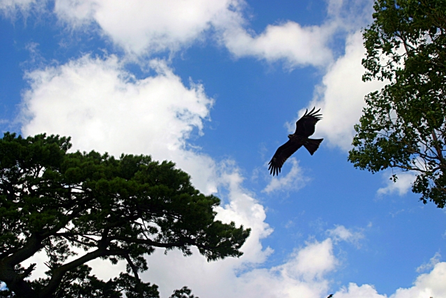 能ある鷹は爪を隠すのイメージ写真