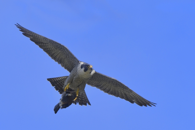 能ある鷹は爪を隠すのイメージ写真