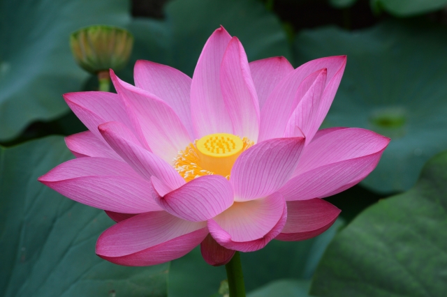 楽あれば苦ありのイメージ写真