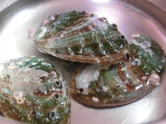 磯の鮑の片思いのイメージ写真