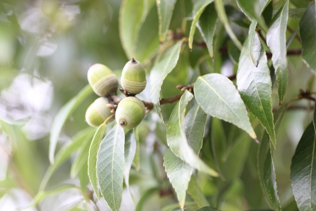 舌の根も乾かぬうちにのイメージ写真
