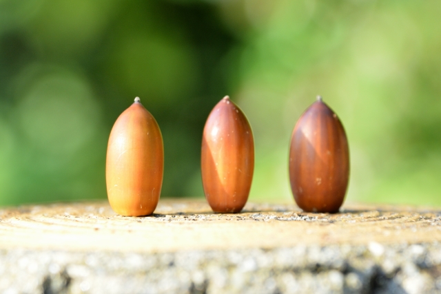 どんぐりの背比べのイメージ写真