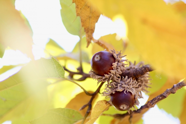 どんぐりの背比べのイメージ写真