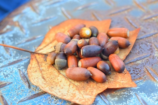 どんぐりの背比べのイメージ写真