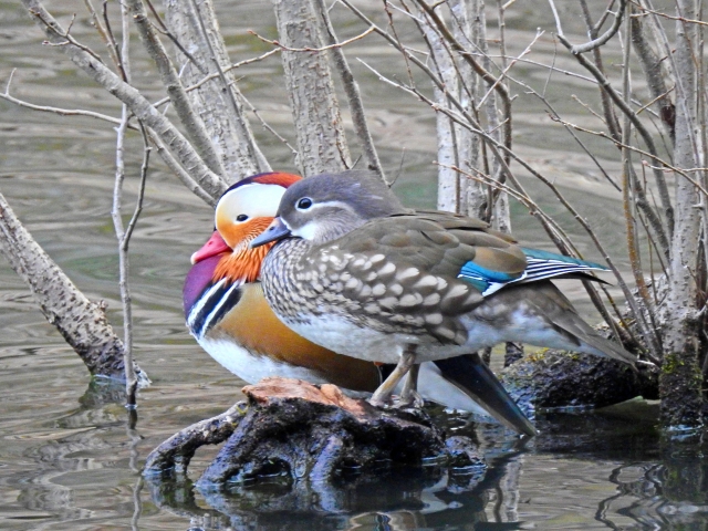 比翼連理のイメージ鴛鴦の写真