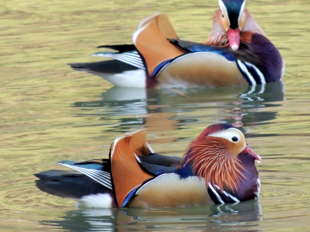 三昧のイメージ写真