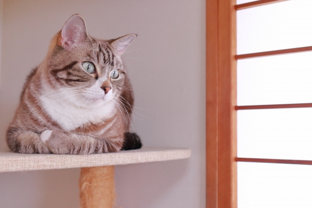 三昧のイメージ写真