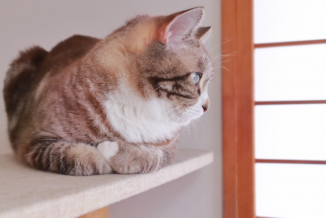 三昧のイメージ写真