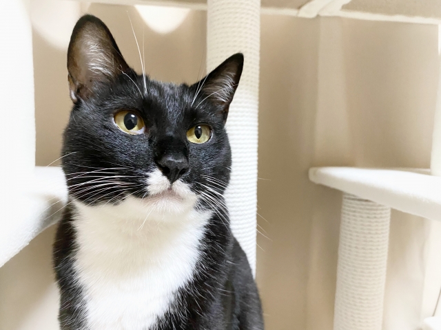 なしのつぶてのイメージ写真