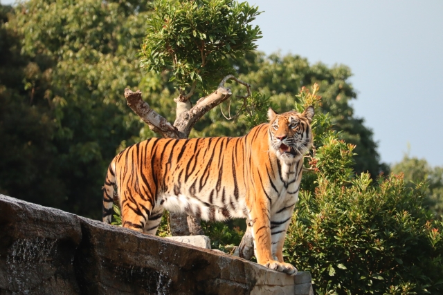 虎の子のイメージ写真