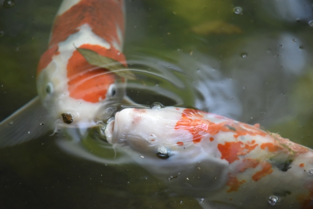 まな板の鯉のイメージ写真