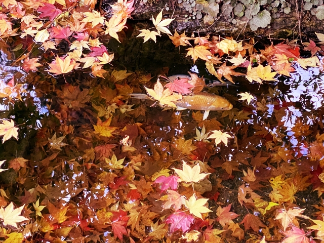 跳梁跋扈のイメージ写真