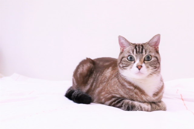 三昧のイメージ写真