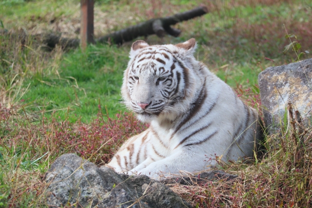 虎の子のイメージ写真