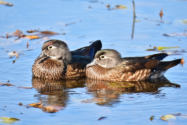 比翼連理のイメージ鴛鴦の写真