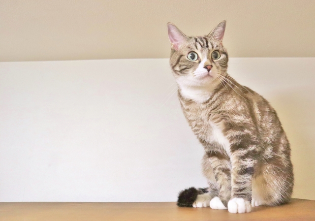 三昧のイメージ写真