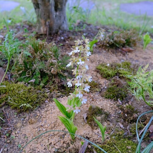庭のエビネ蘭の花の写真