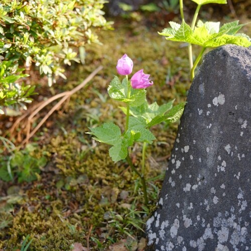 庭の五月の草木の写真