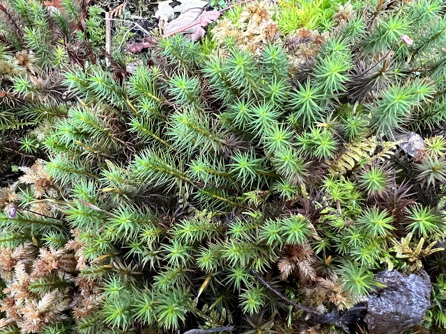 13proスギゴケの写真