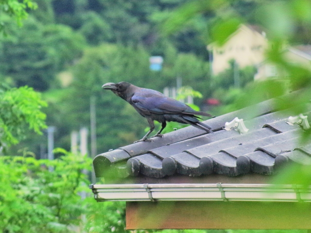 屋根の上のカラスのイメージ写真