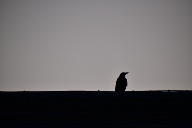 屋根の上のカラスのイメージ写真