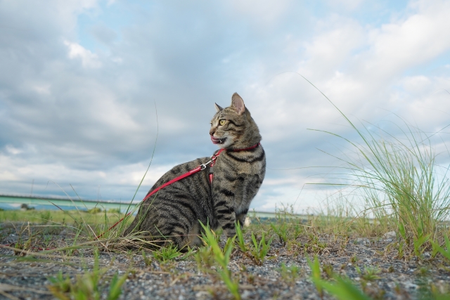 威風堂々のイメージ写真