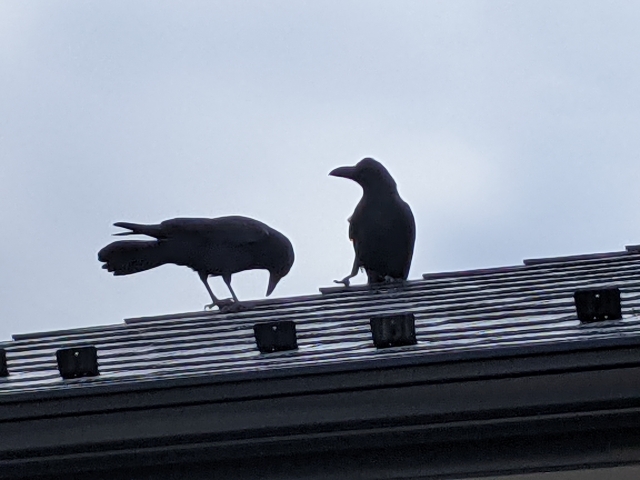屋根の上のカラスのイメージ写真