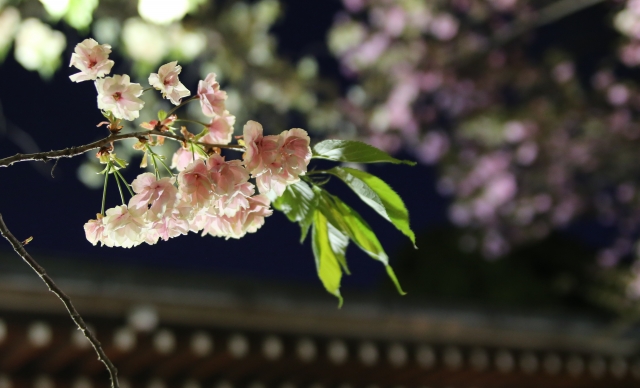 「春宵一刻値千金」のイメージ写真