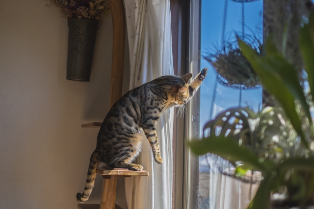 不撓不屈のネコのイメージ写真