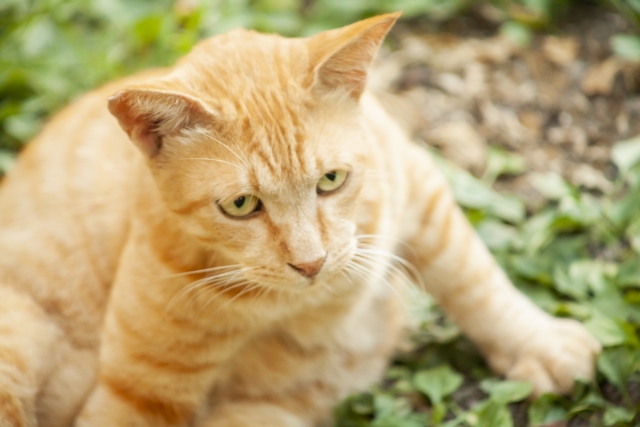 不撓不屈のネコのイメージ写真