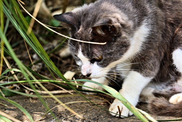 不撓不屈のネコのイメージ写真