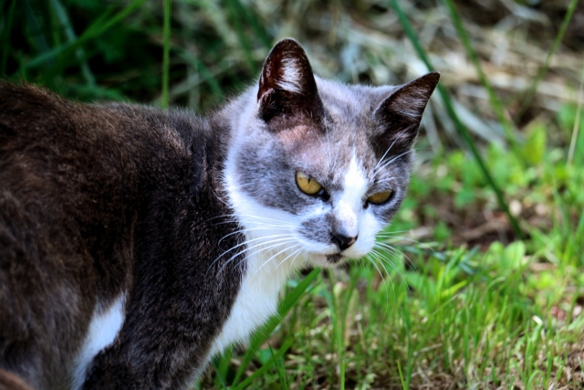 不撓不屈のネコのイメージ写真