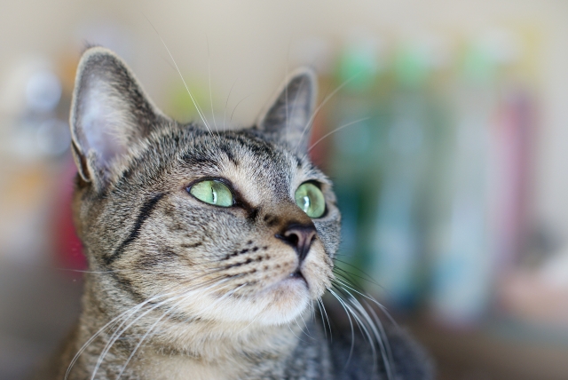 思慮分別のイメージ写真