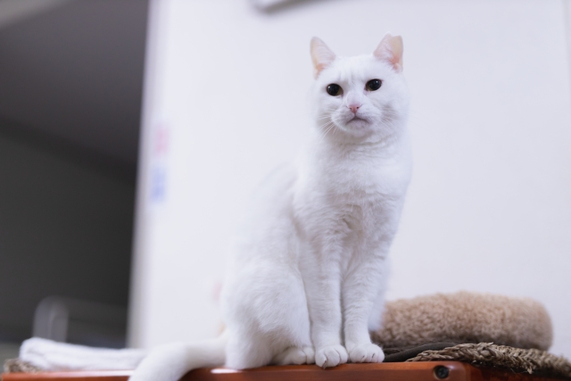 一視同仁のイメージ写真