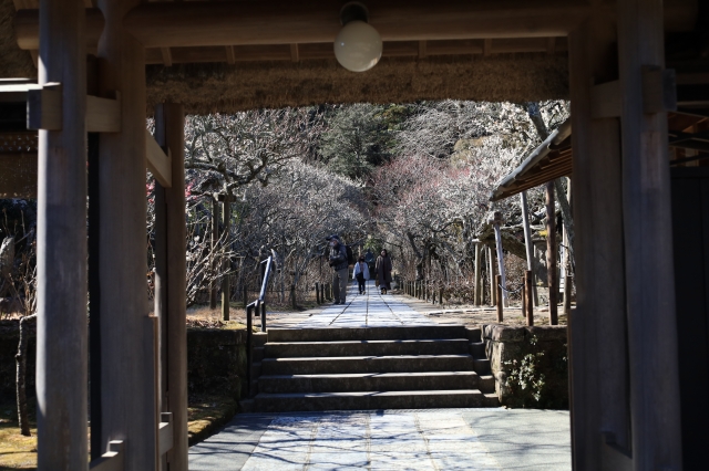 鎌倉寺の景色の写真