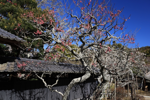 鎌倉寺の景色の写真