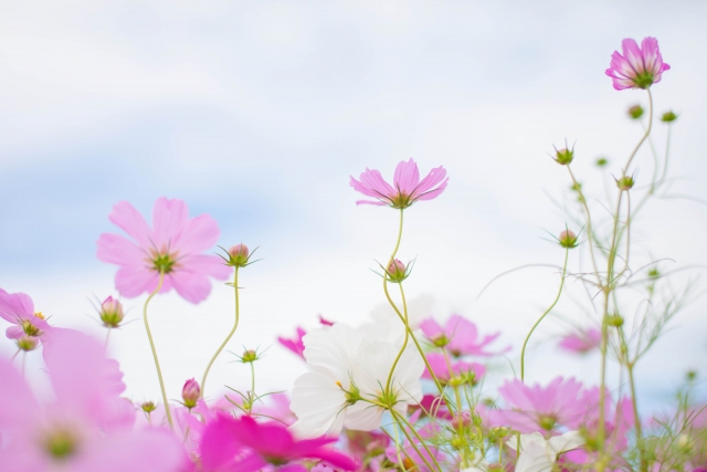 尚且つのイメージ写真