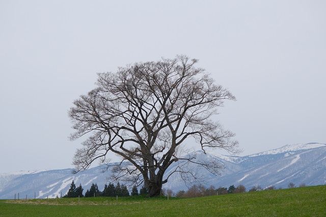 小岩井農場の一本桜の4月咲く前の写真
