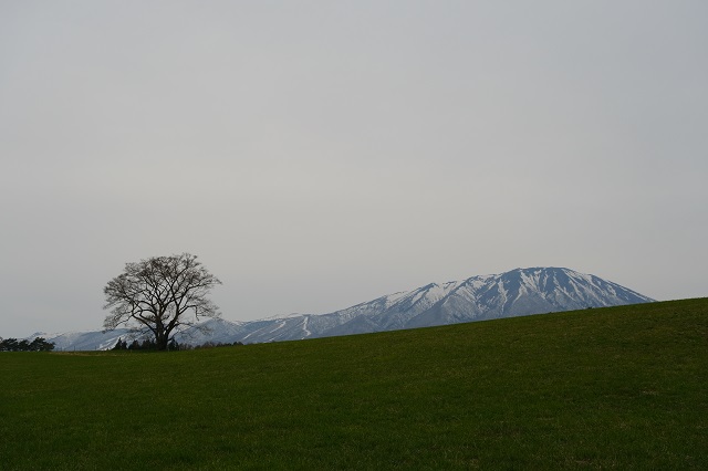 小岩井農場の一本桜の4月咲く前の写真