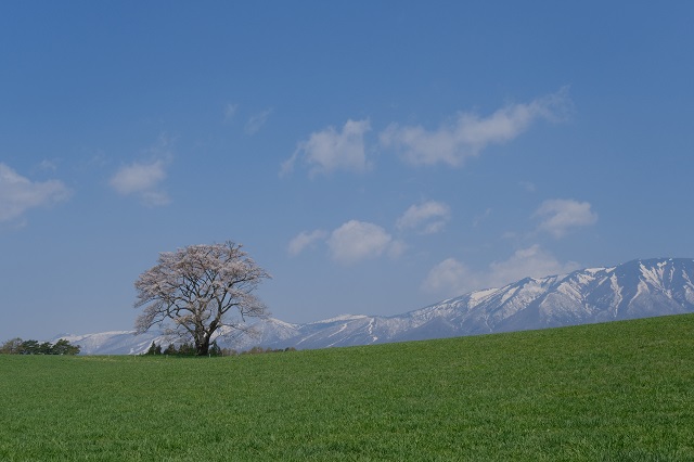 小岩井農場の一本桜の咲いた満開（？）の写真！