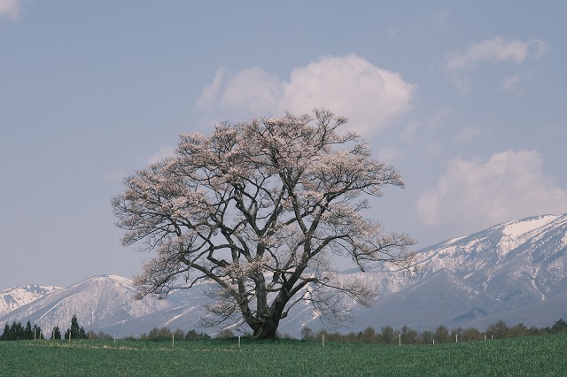 小岩井農場の一本桜の咲いた満開（？）の写真！